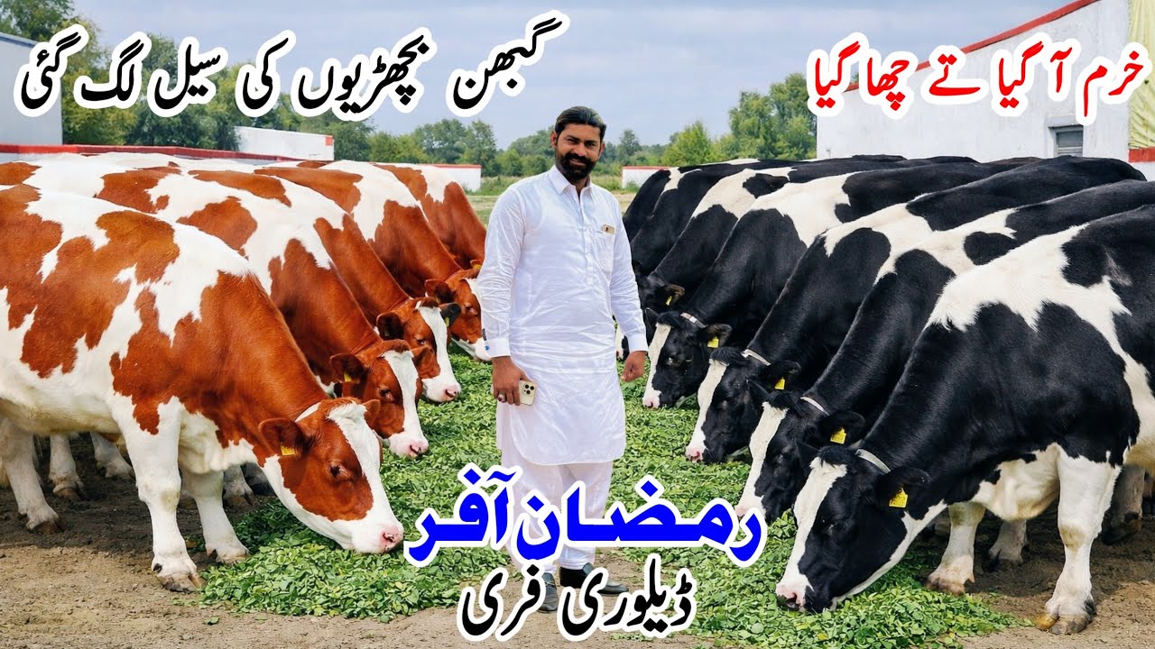 1️⃣ Imported Red Friesian HF Pregnant Heifers For Sale in Punjab Pakistan | PK Janwar Mandi