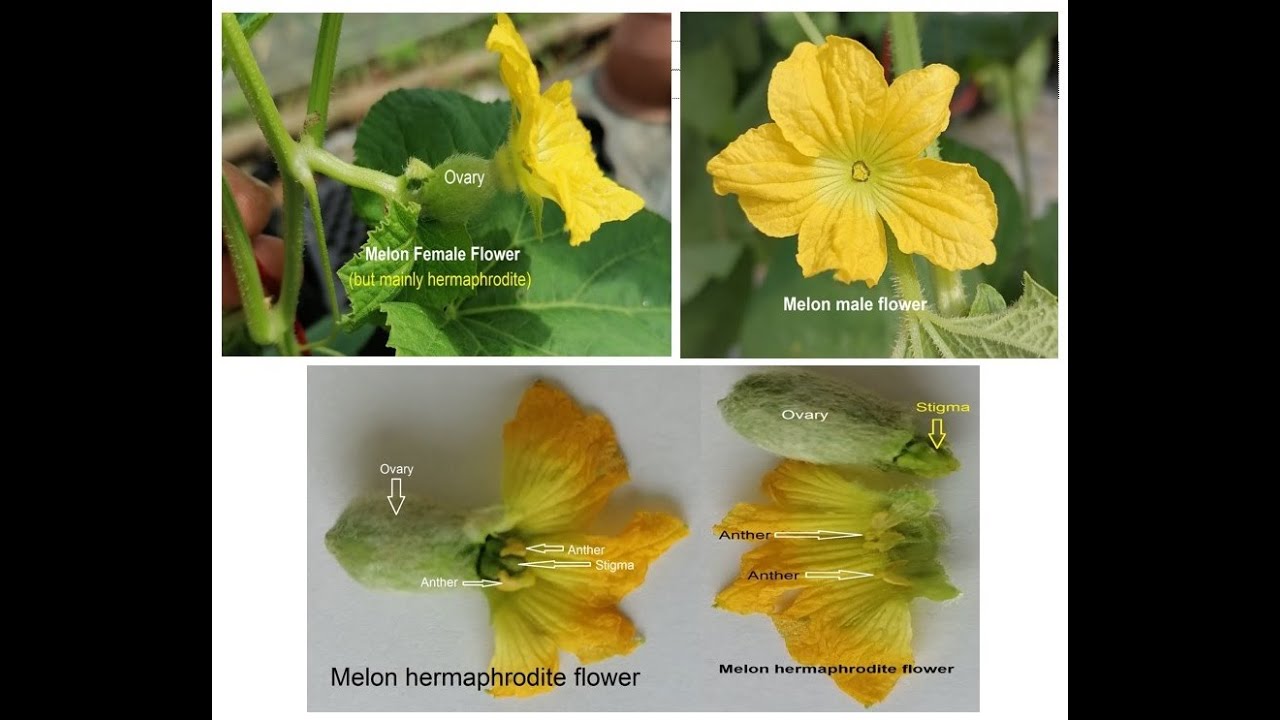 Hybridization in Melon