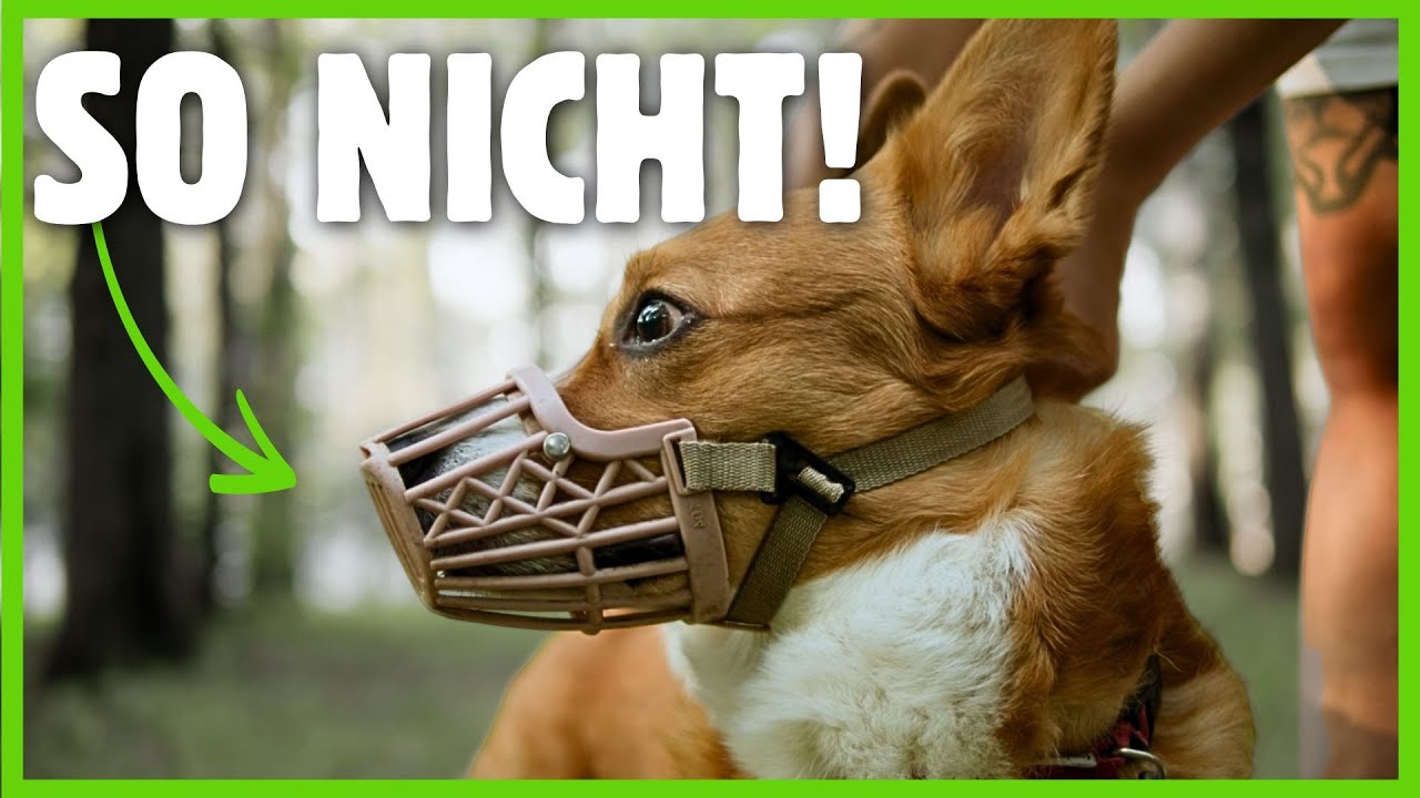 So RUINIERST du jedes MAULKORB TRAINING mit dem Hund &ndash; ohne es zu merken