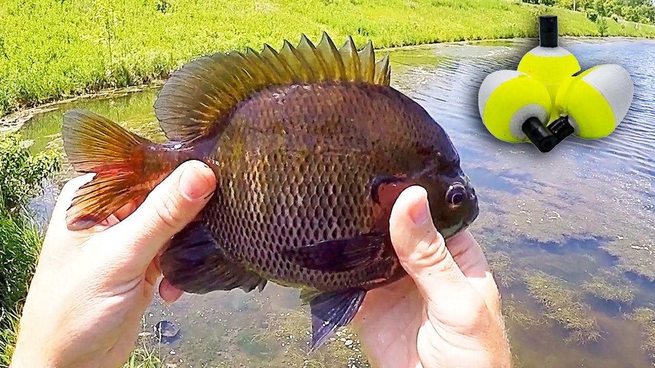 How I Catch Big Bluegill (Iowa Bluegill Fishing)