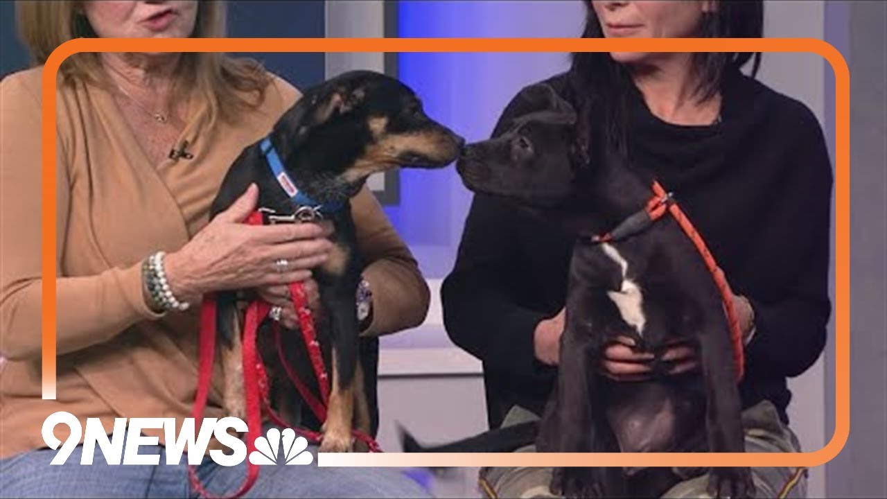 Petline9: Meet Snickers and Blanca