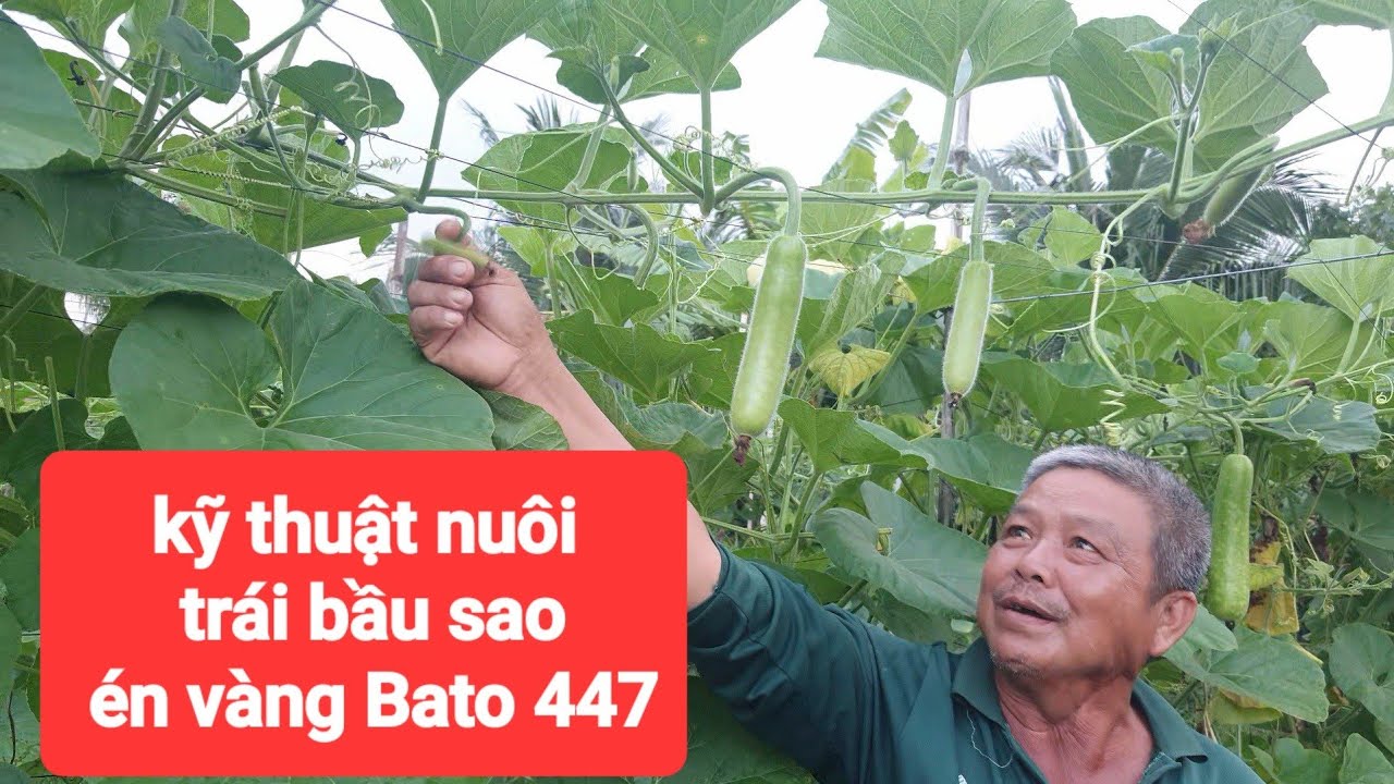 Chia sẽ kinh nghiệm trồng bầu sao én vàng Bato 447, kỹ thuật lấy trái, nuôi nhiều chèo