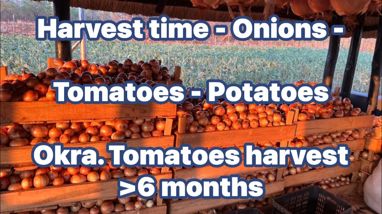 Potato-Tomato Harvesting-Onion Curing- Okra. Hybrid Tomatoes can be harvested for 6 or more months. 