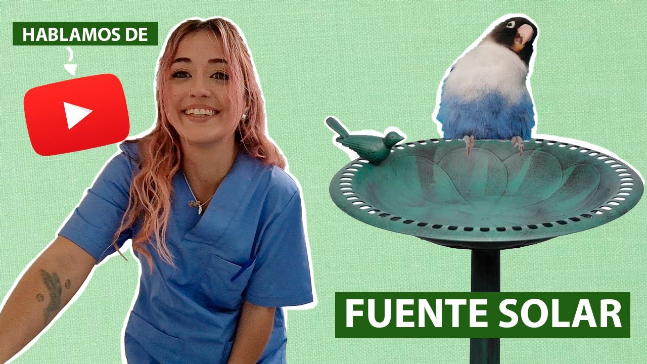 ☀️ Fuente solar para pajaritos y hablamos de Youtube