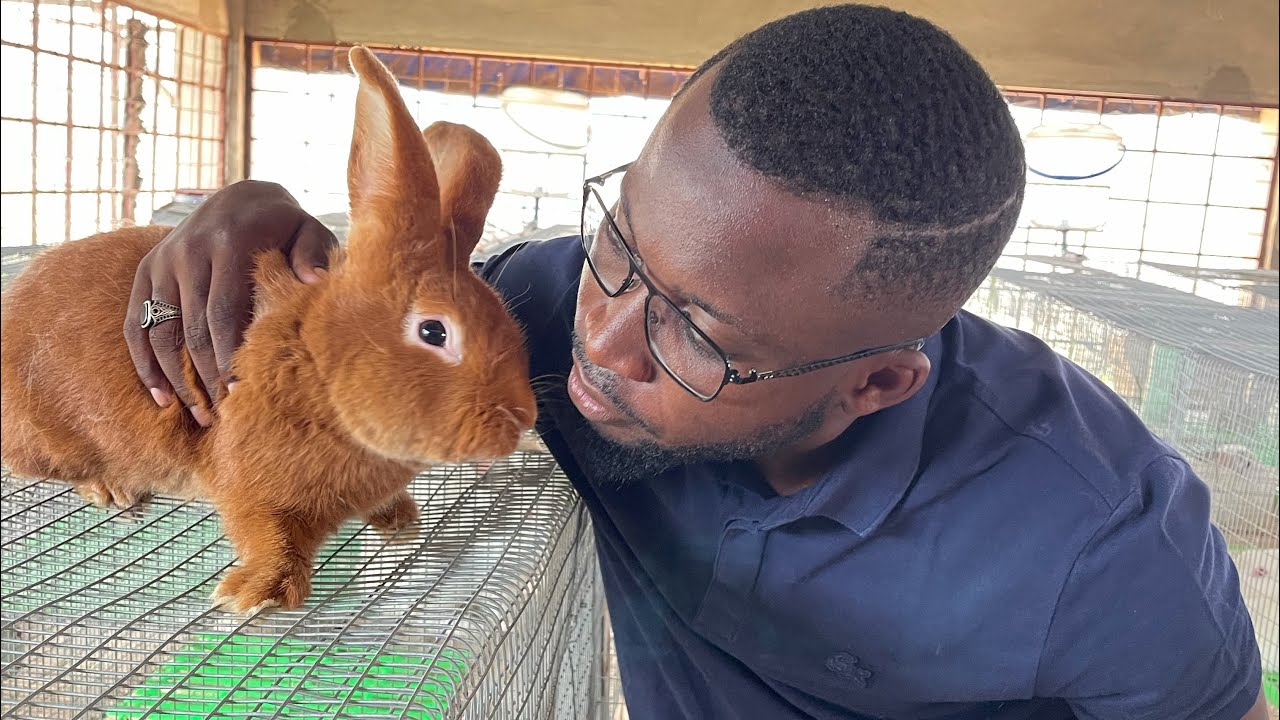🚨 Bénin 🇧🇯 : Une ferme spécialisée dans l’élevage de lapins de races pures