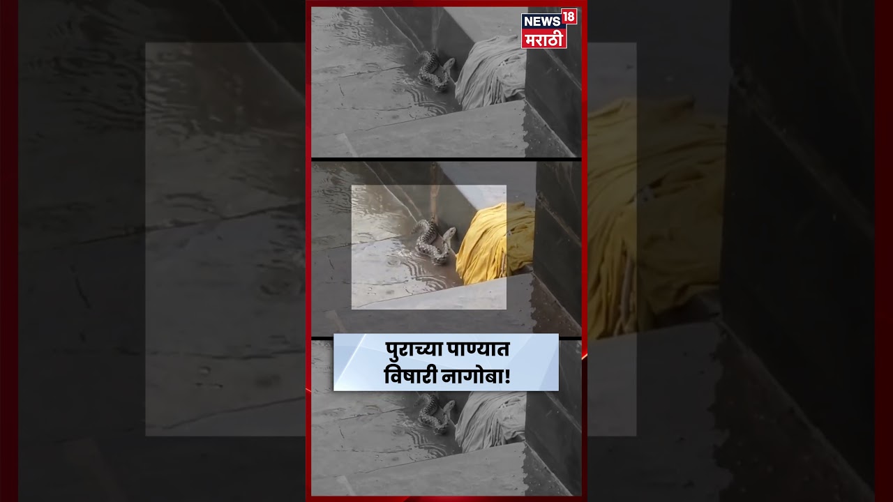Nashik Rain Update | गोदावरीच्या पाणी पातळीत वाढ!  पाण्यातून विषारी साप आला बाहेर! | N18S