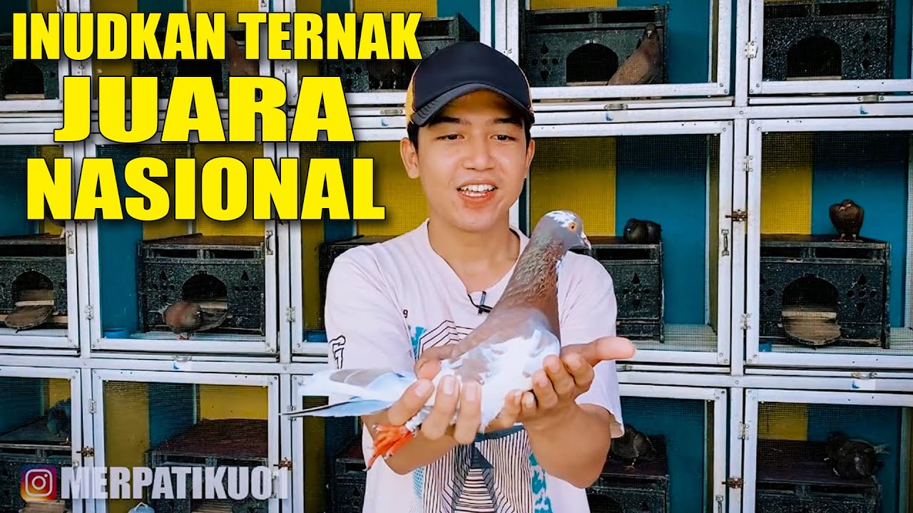 KOLEKSI BURUNG - BURUNG MERPATI JUARA NASIONAL
