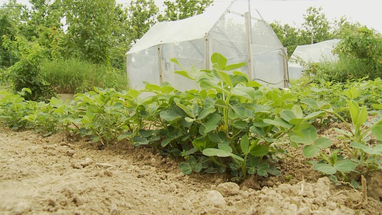 Climate Change And Soybean Research