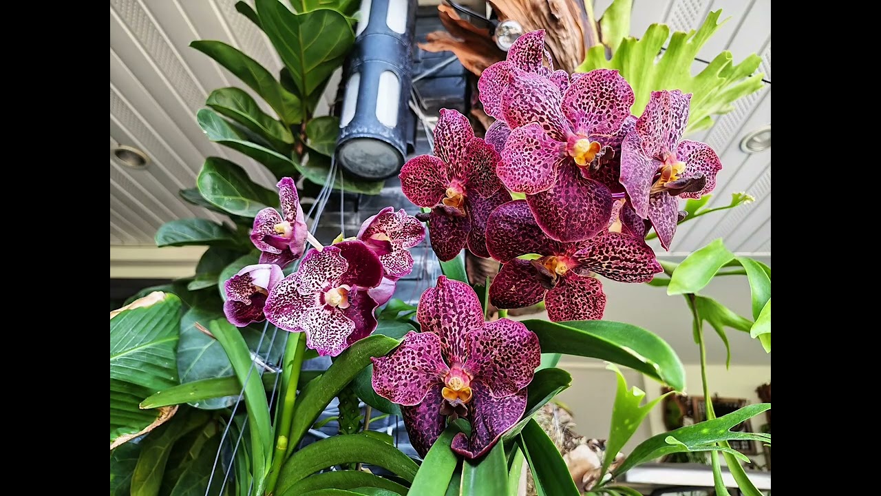 Vanda hybride.#justmeneena 