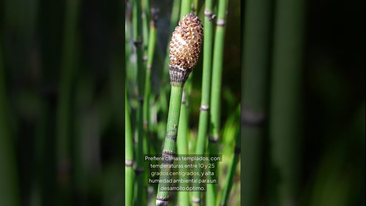 Cola de caballo 🌿 Equisetum arvense: una planta ancestral con poder medicinal