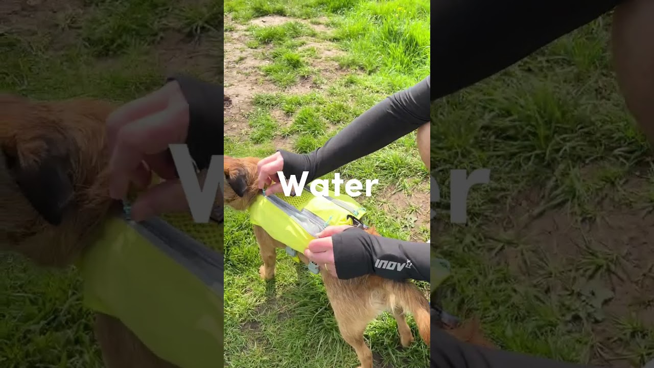 Tips For Running With Your Dog #shorts