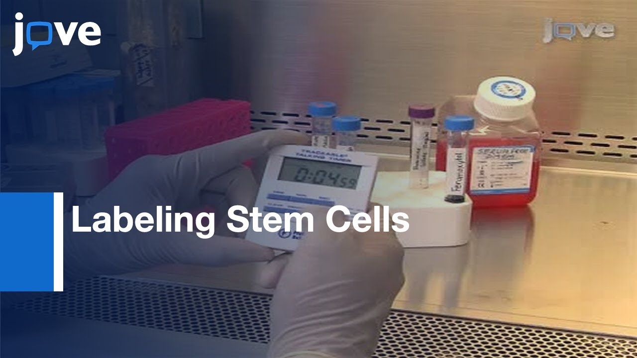 Labeling Stem Cells With Ferumoxytol, FDA-Approved Iron Oxide Nanoparticle l Protocol Preview