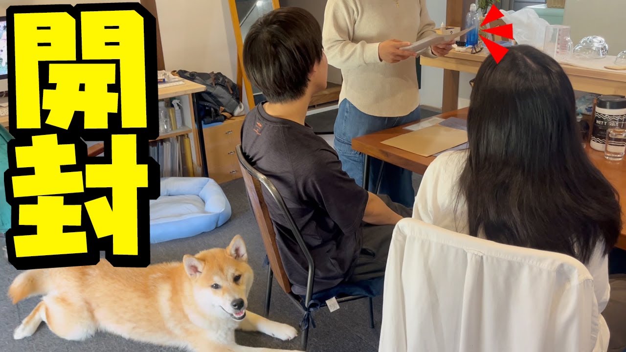 妹犬こんぶの名前が判明！家族全員で血統書を開封したら爆笑しすぎた…