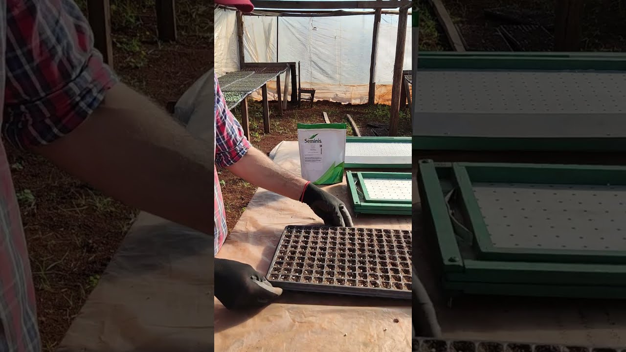 Como hacer una sembradora manual de semillas de lechuga pelletizada