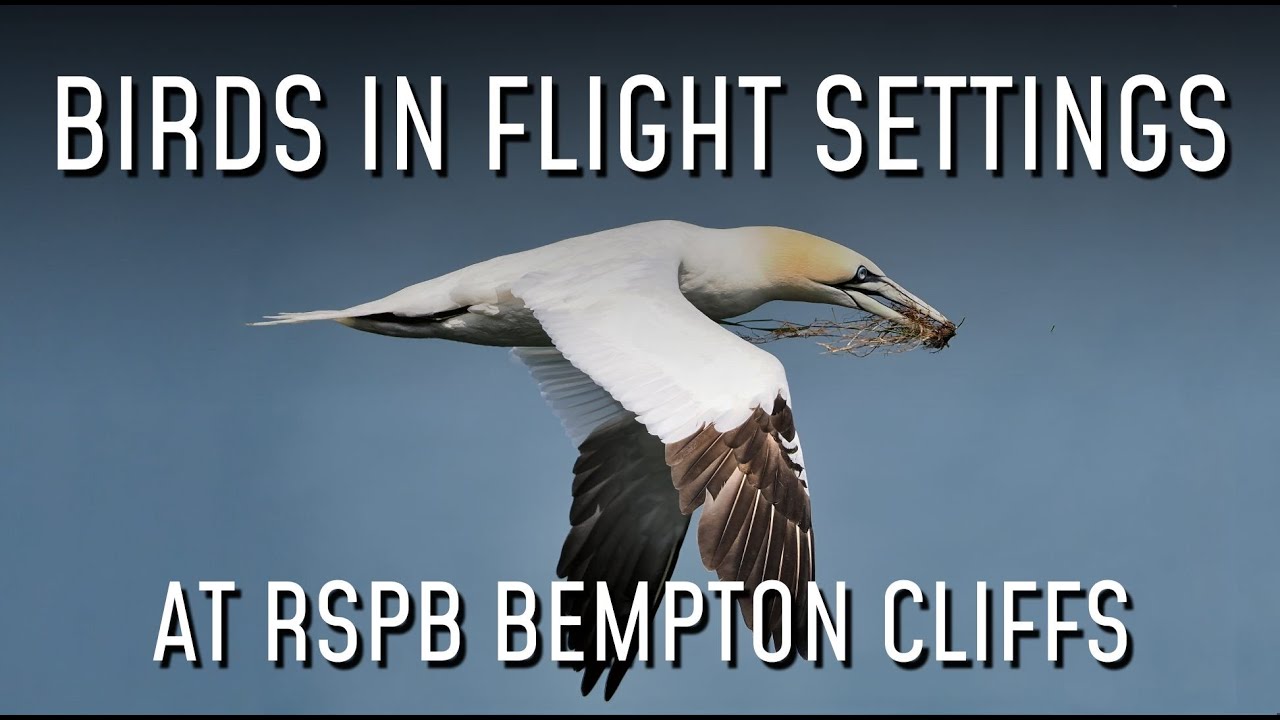 My Settings For Birds In Flight At RSPB Bempton Cliffs with the OM-1 Mk2 and M.Zuiko 300mm f/4