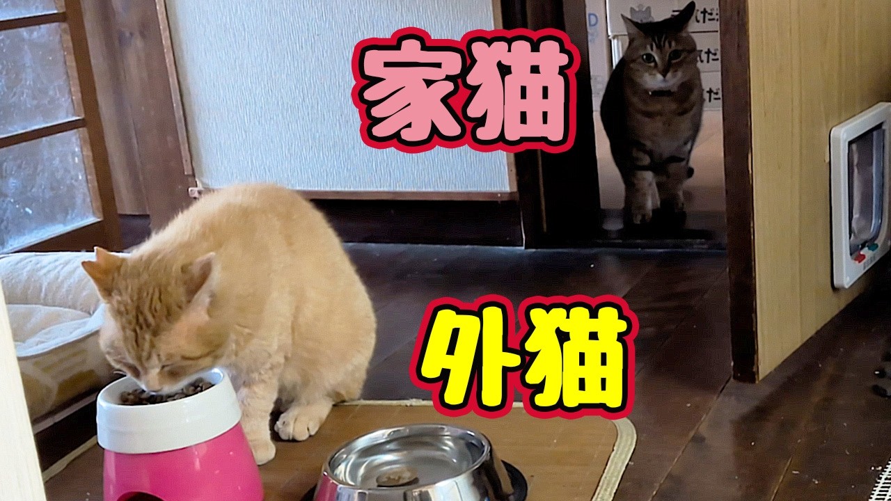 うしろ！  うしろ！【元野良猫】