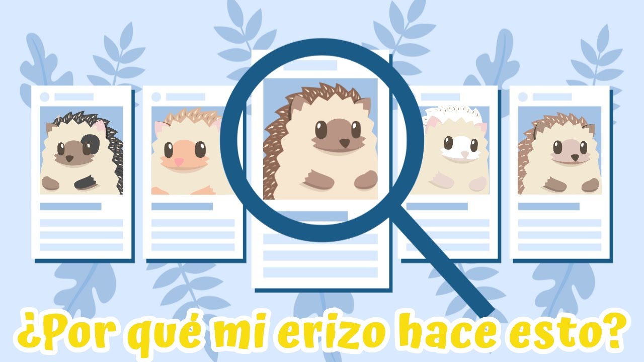 ¿Por qué mi erizo hace esto? | Erizoo México
