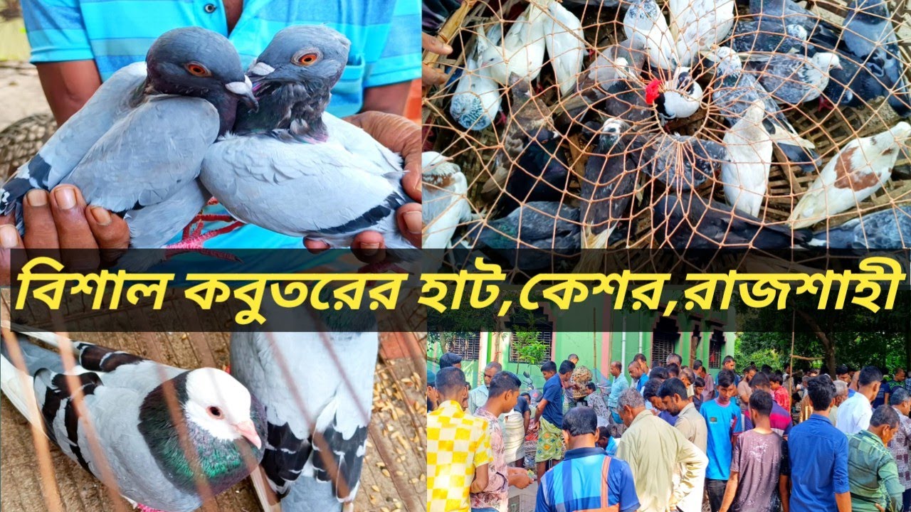 বিশাল কবুতরের হাট,কেশর,রাজশাহী।হাট বসে প্রতি বুধবার এবং শনিবার