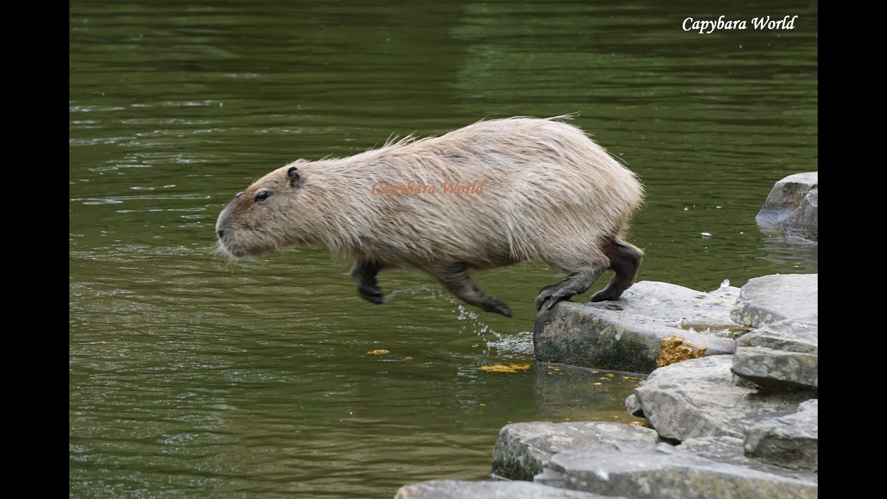 Capybara Sounds!!       Cute Capybara Bottoms!!       How Capybaras Jump into a Pond