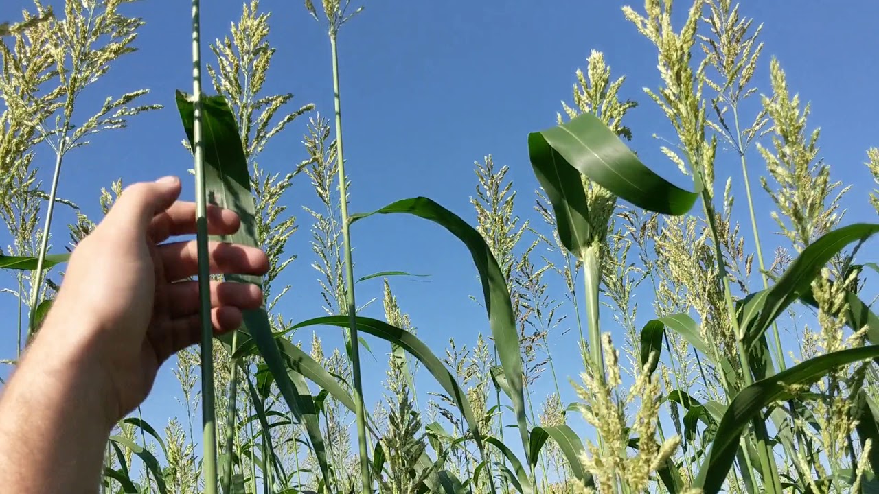Sorghum sudangrass 68 days after planting.  GIANT! Ag Wild