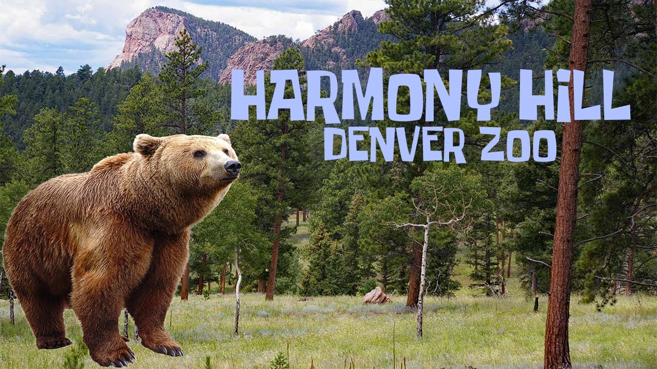 Uncaged Zoo Tours: Harmony Hill at the Denver Zoo ft. Grizzly Bear #uncagedzootours #trending