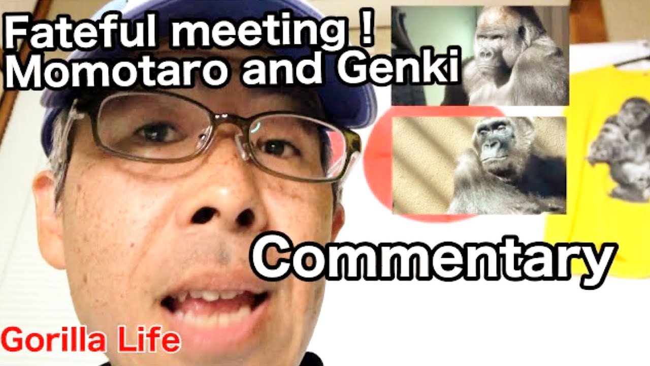 【Info】 The story of the Fateful Meeting between Momotaro and Genki. ｜Gorilla｜Momotaro Family｜English