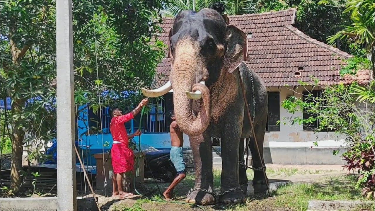 ഗജപൂജയും നീരാട്ടും Nayarambalam a Rajashekharan | Elephant in Kerala | ആന | ALX Media