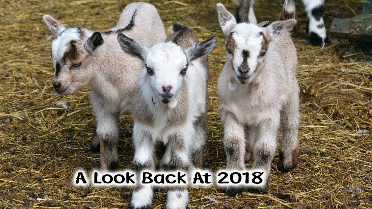 2018 Farm In Review