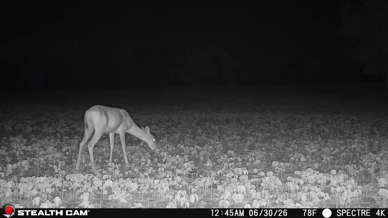 Stealth Cam Spectre 4K Pro