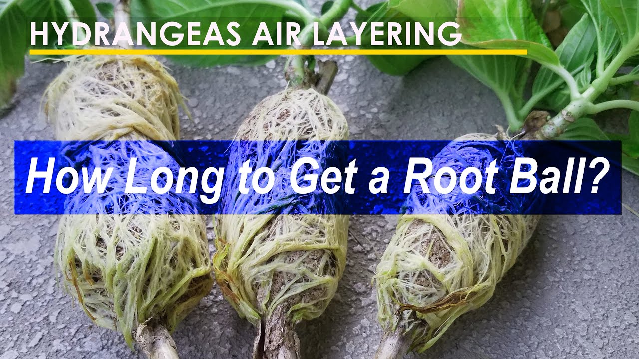 How Long to Get a Hydrangea Root Ball Using Air Layering Technique (绣球花空中压条生根观察)