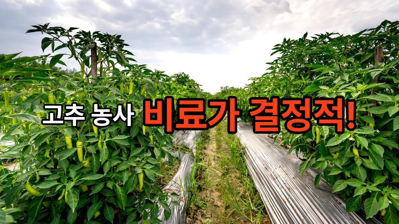 고추농사 대풍 이게 중요