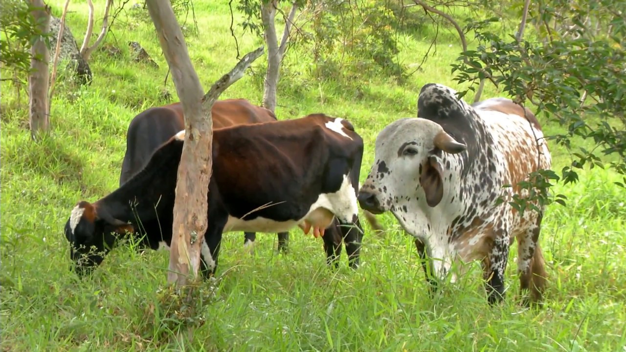 Proyectos Silvopastoriles