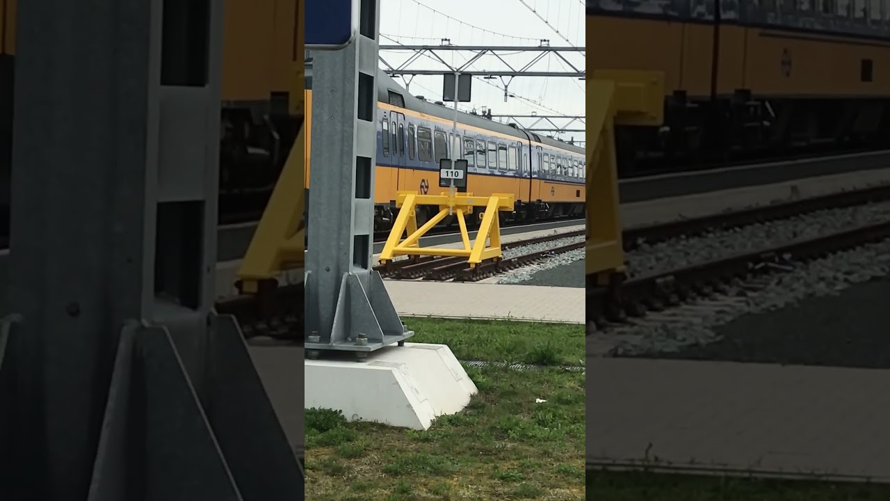 ICM Koploper en Hondekop te Arnhem #Hondekop #stichtinghondekop #ICM #Koploper #ytshort #shortfeed