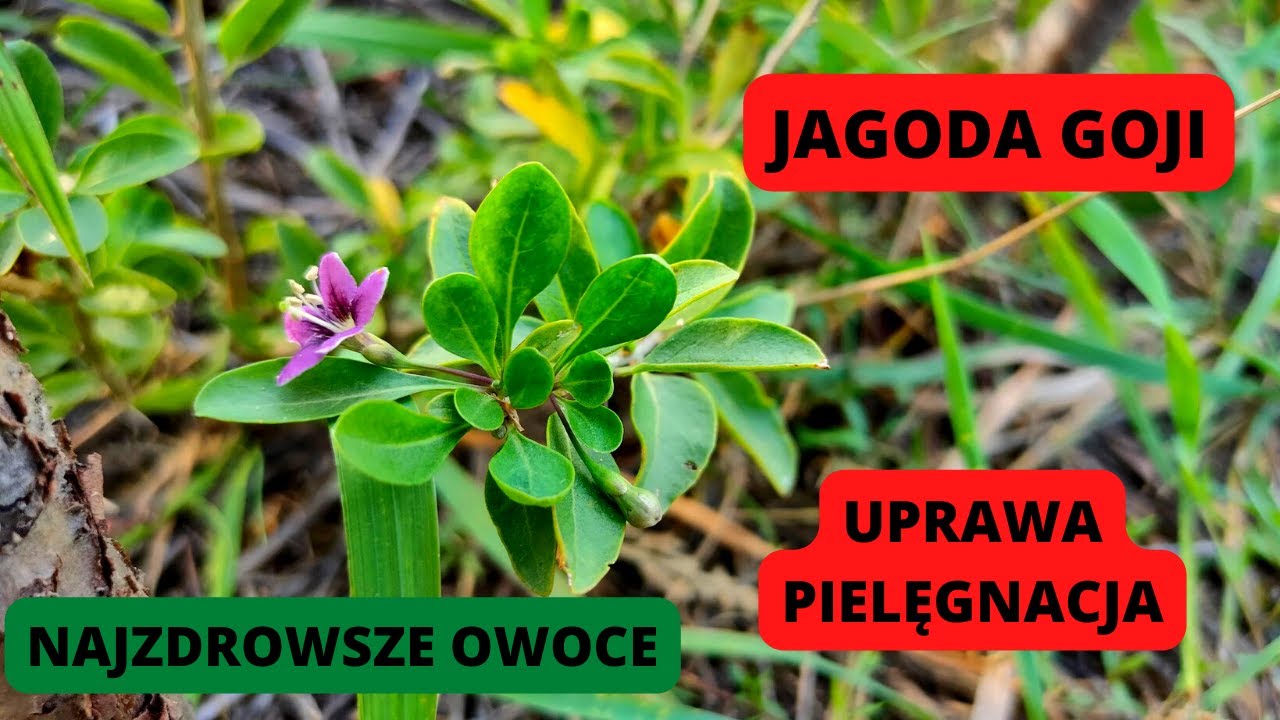 Jagoda goji Uprawa jagody goji w Polsce NAJZDROWSZE OWOCE  kolcowoju szkarłatny Jagoda goji New Big