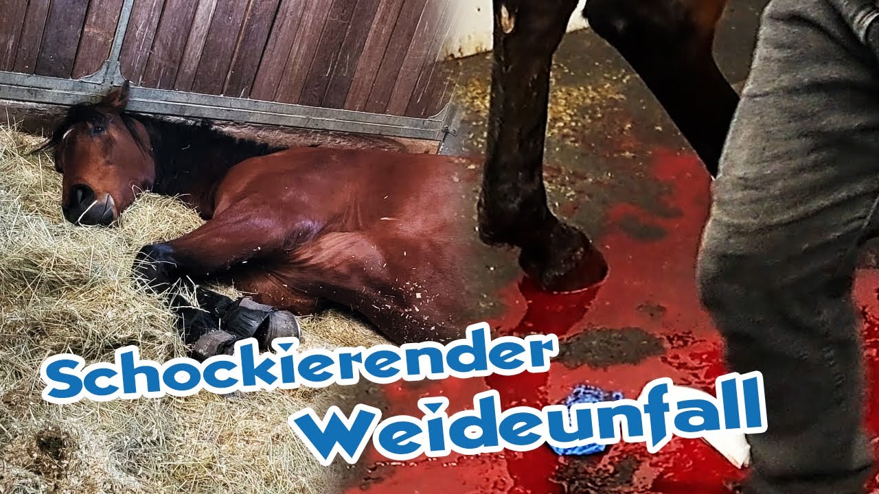 Lebensgef&auml;hrliche Verletzung beim Nachwuchspferd - So schnell kann man sein Pferd verlieren