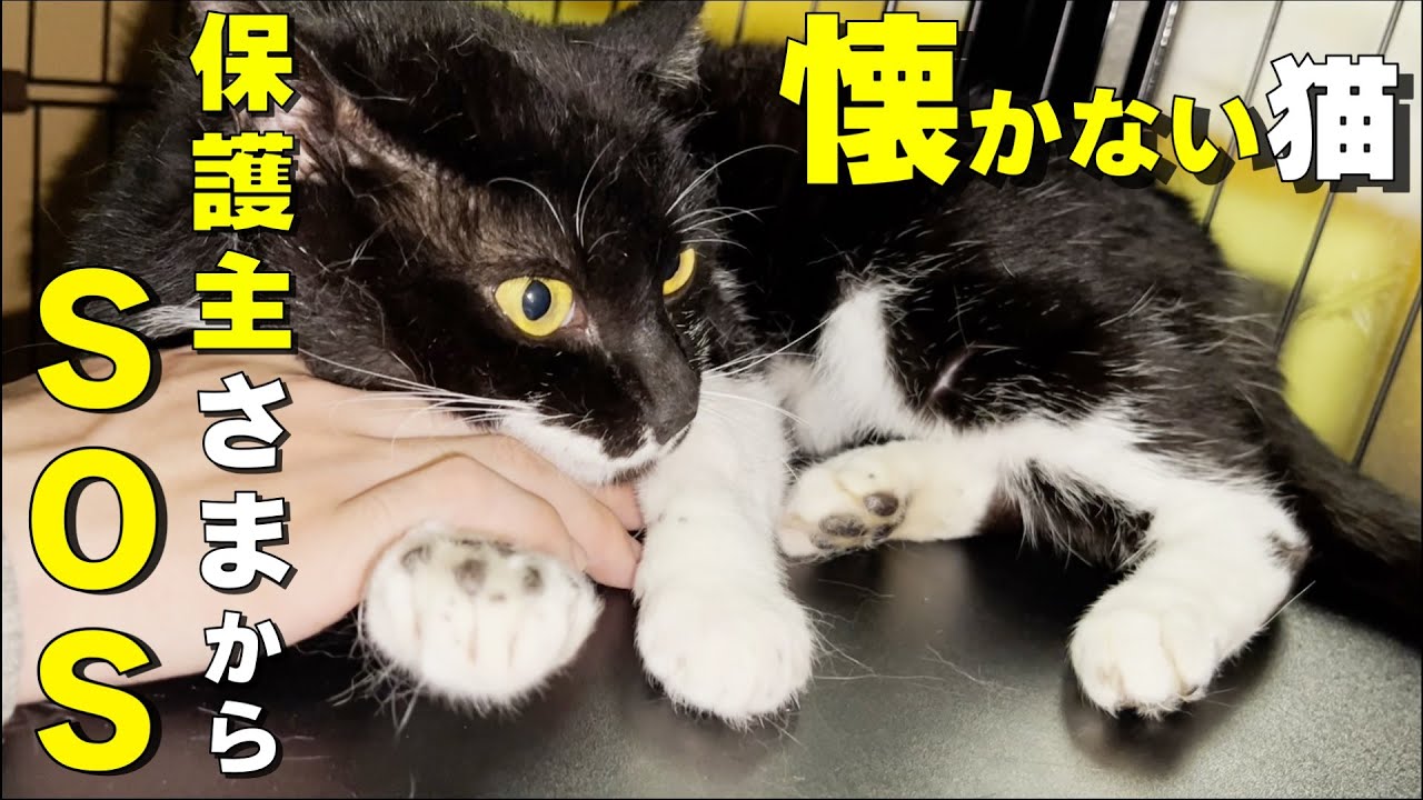 【保護猫】もう手に負えない…保護主様のSOSを受け、人慣れ訓練した結果…（こてつ君）