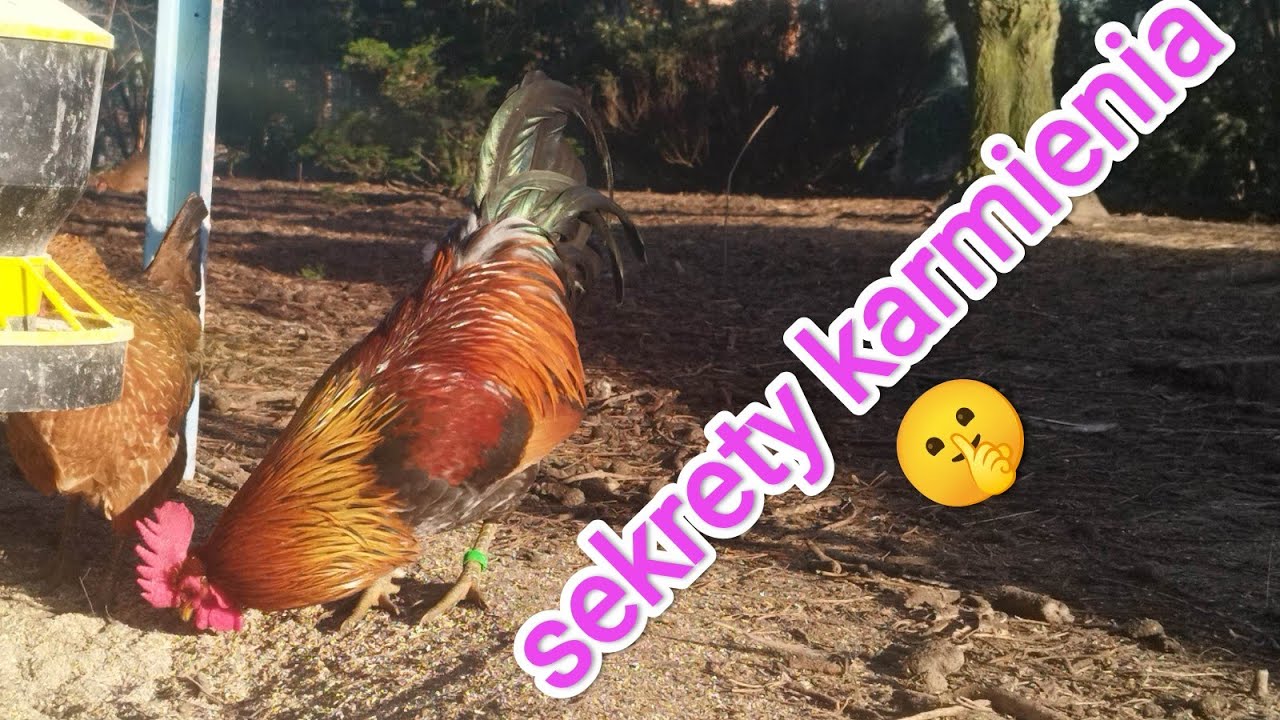 Zielononóżki. Czym karmię i jak dbam o moje kury.