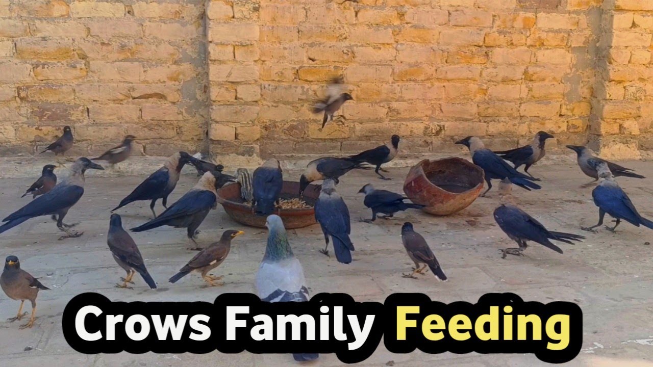 Crows Family Feeding Time | Soothing Morning Nature Sounds#crows 