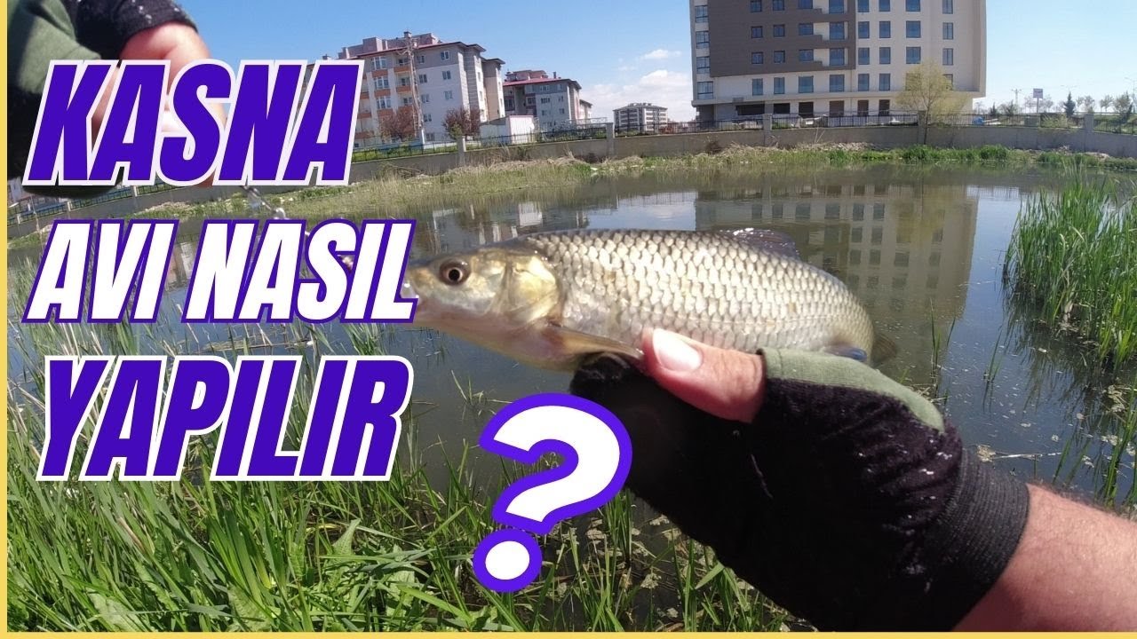 KASNA AVI NASIL YAPILIR/ KASNA AVINDA NELERE DİKKAT ETMELİYİZ?