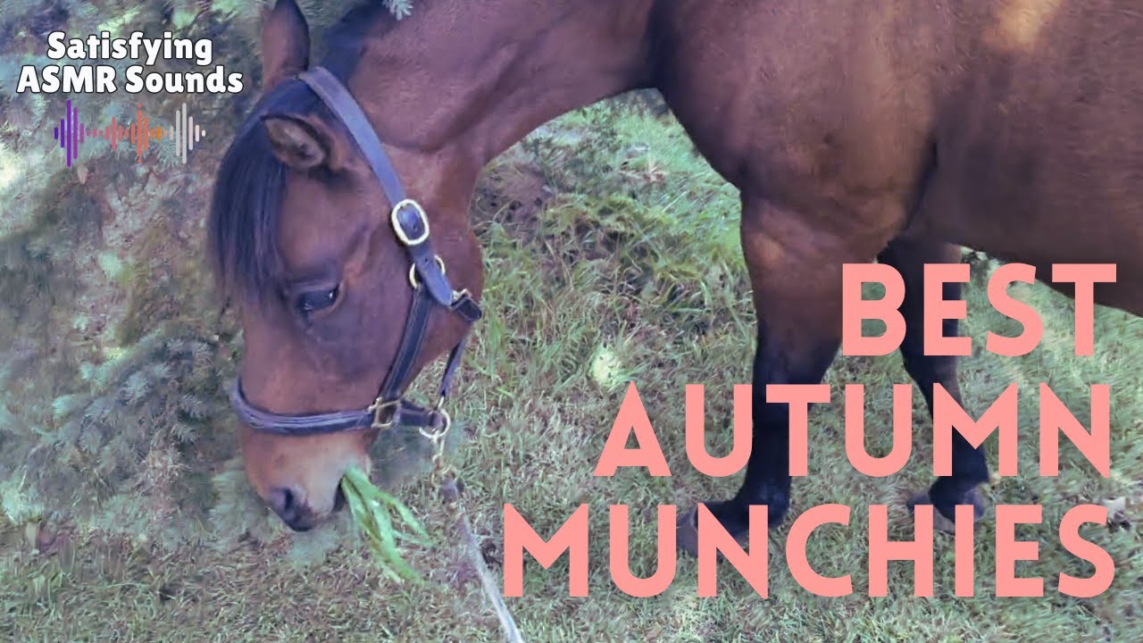 Autumn Crunch: Horse Eating ASMR 🍎🍂 So Satisfying!