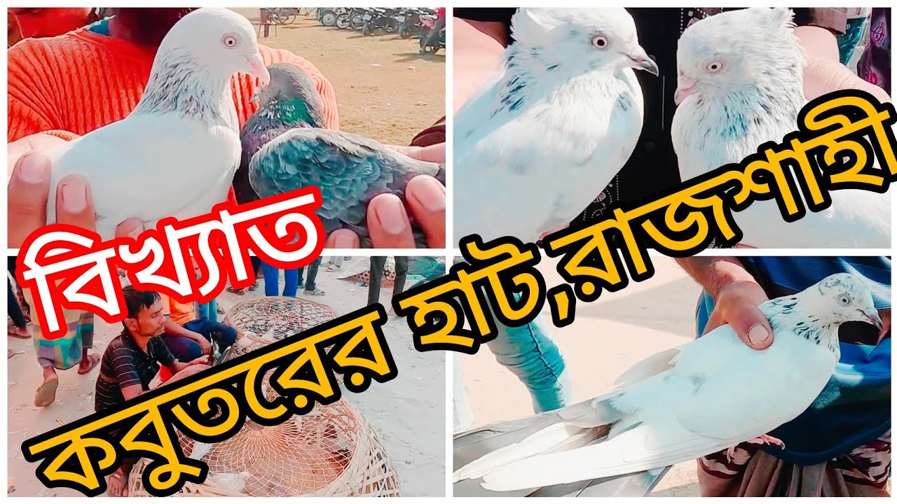 বিখ্যাত কাটাখালি হাট থেকে কবুতরের আপডেট বাজার দর জেনে নিন | Katakhali Pigeon Market | Giribaj Pigeon