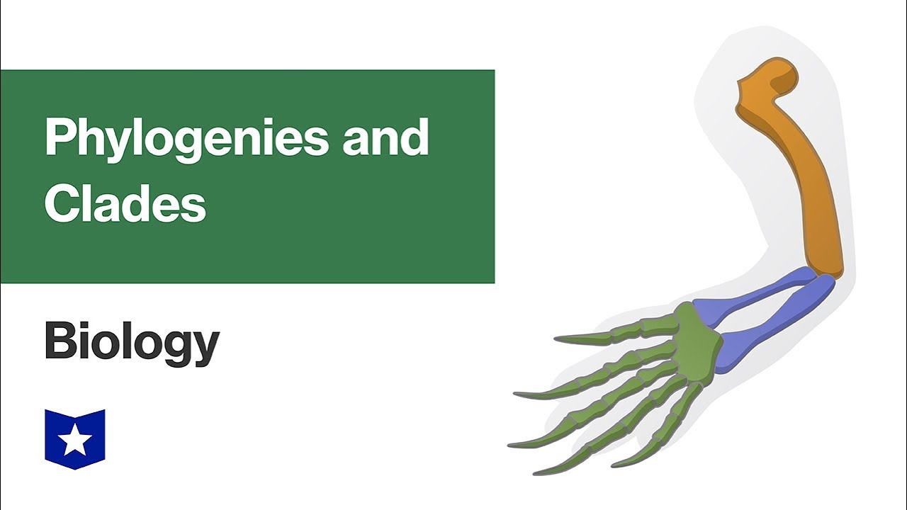 Phylogenies and Clades | Biology