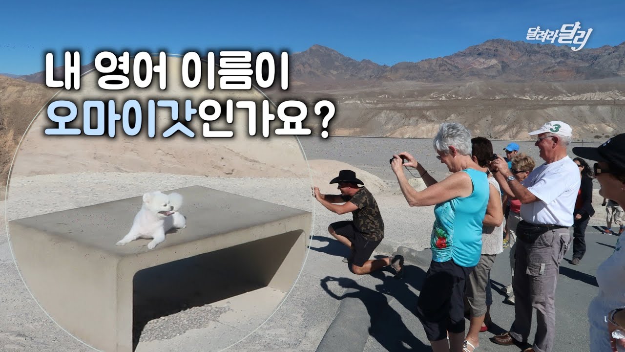 한국에서 여행 온 강아지 달리를 본 외국인 반응