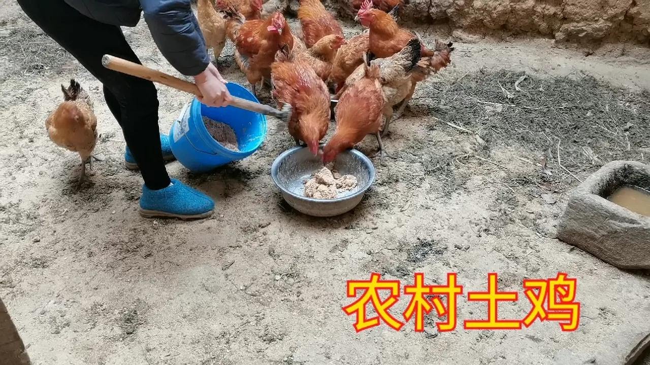 农村养鸡方法特别简单，就喂两种粮食，难怪土鸡又贵又好吃