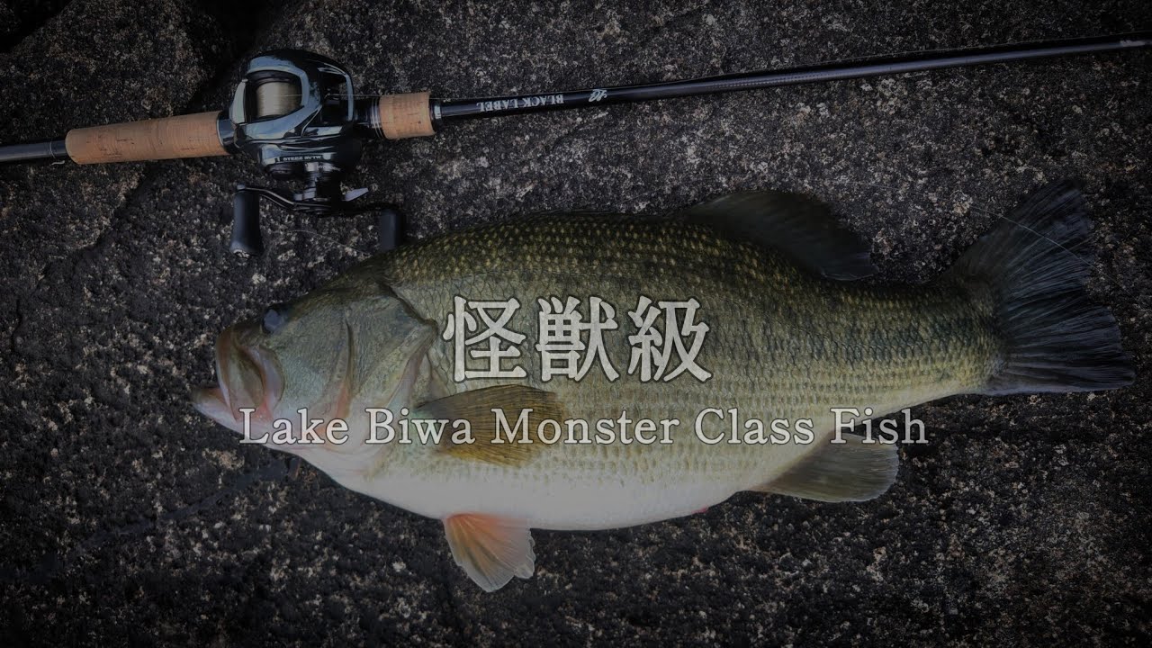 【秋バス】Lake Biwa オカッパリにて怪獣級に遭遇