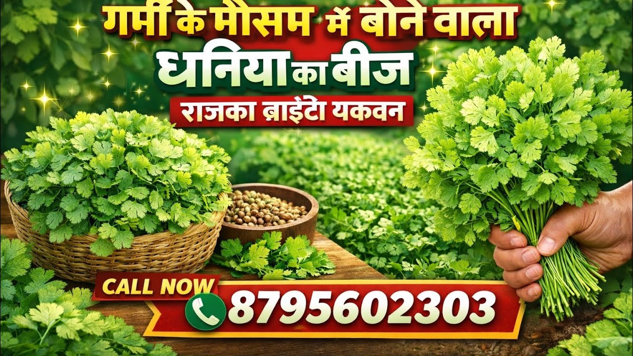 1️⃣ “2026 गर्मी स्पेशल धनिया 🌿 ज्यादा उपज, जल्दी तैयार, 7 कटिंग देने वाली बेस्ट वैरायटी”