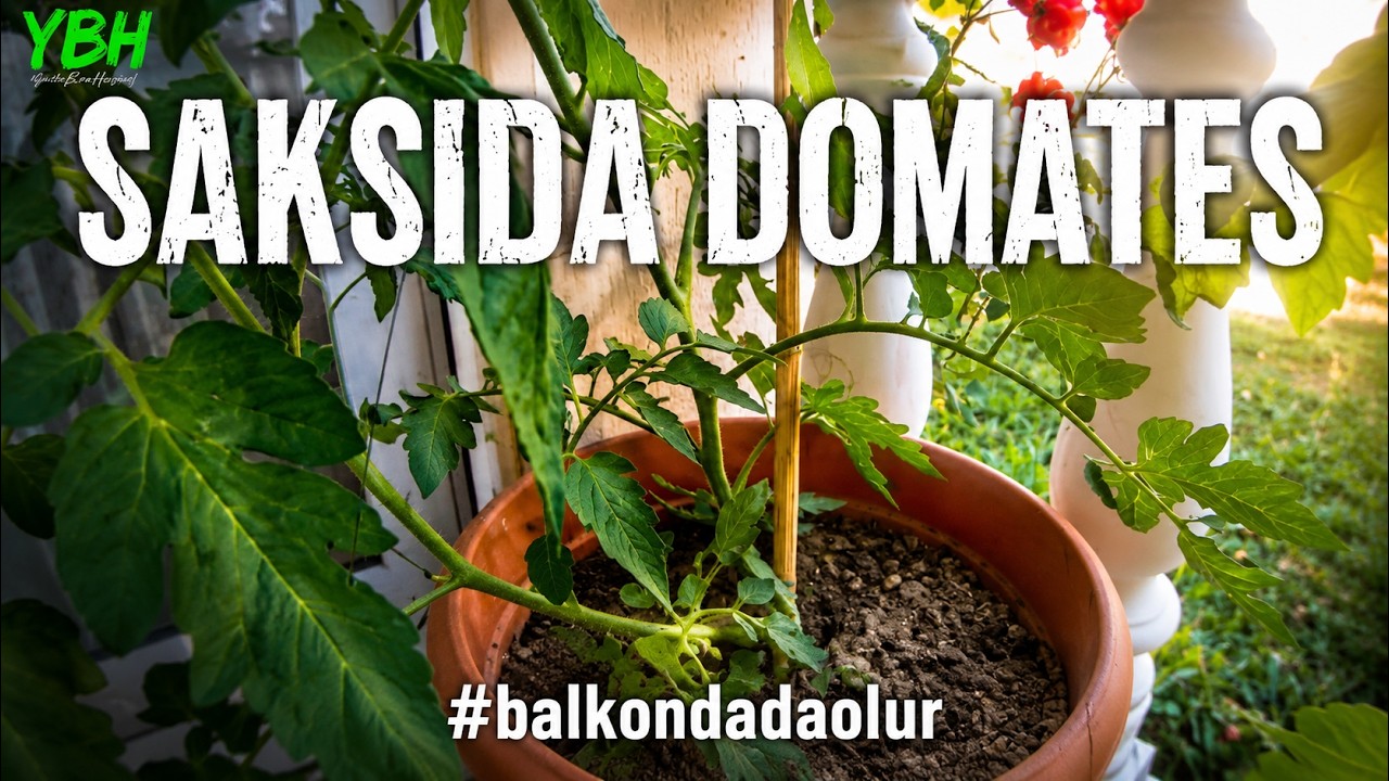 MUHTEŞEM DOMATES BALKONDA DA OLUR | Balkon Bahçemizin ve Seralarımızın Son Durumları