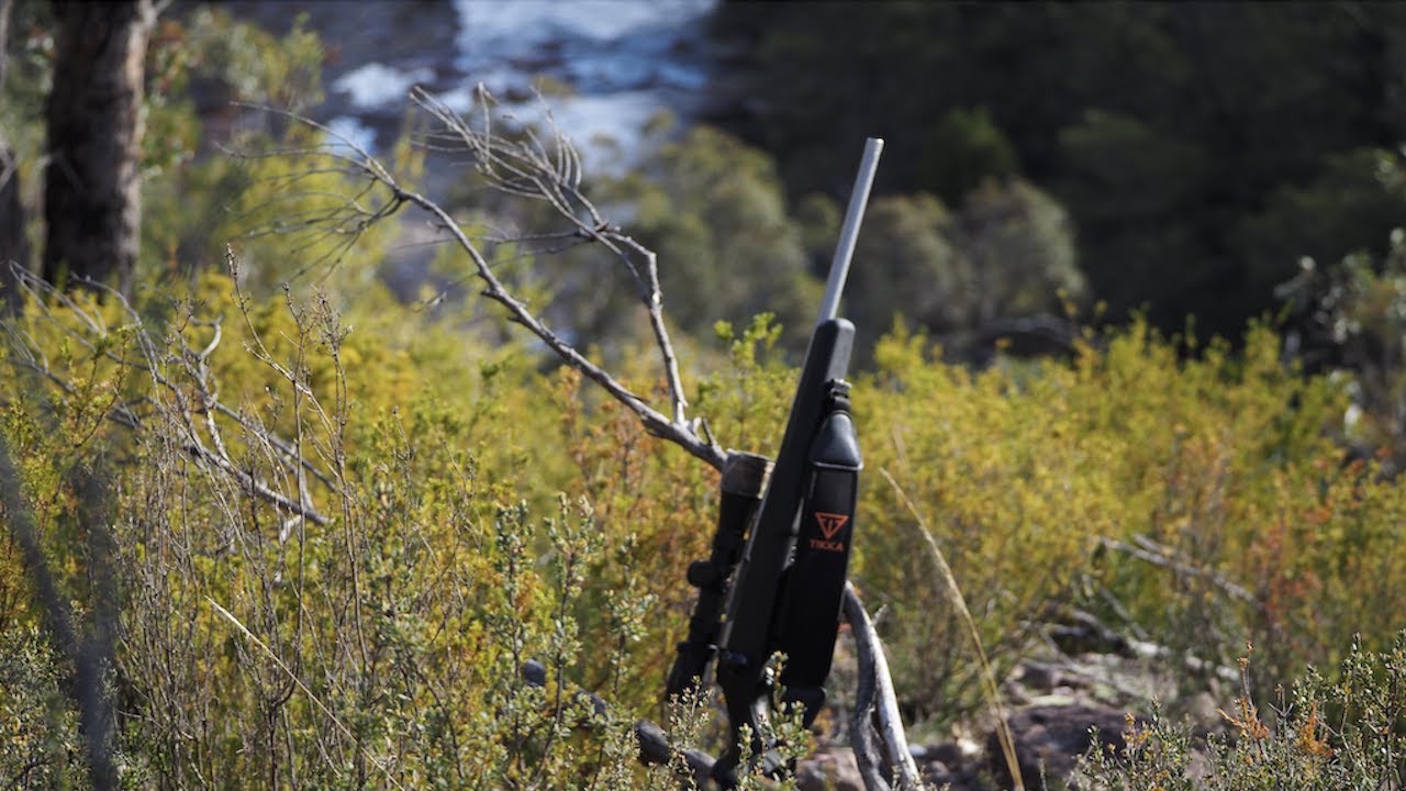 Solo Pack Hunt Victorian Alpine High Country... I MISSED