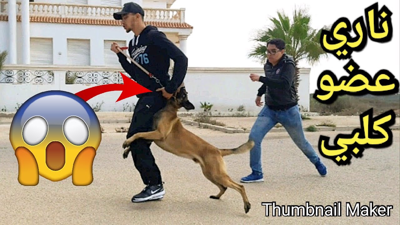 واخا عضني لمالينوا، ربيتو ف 20 دقيقة  💥😭👹  Ce malinois m'a mordu et je l'ai dressé