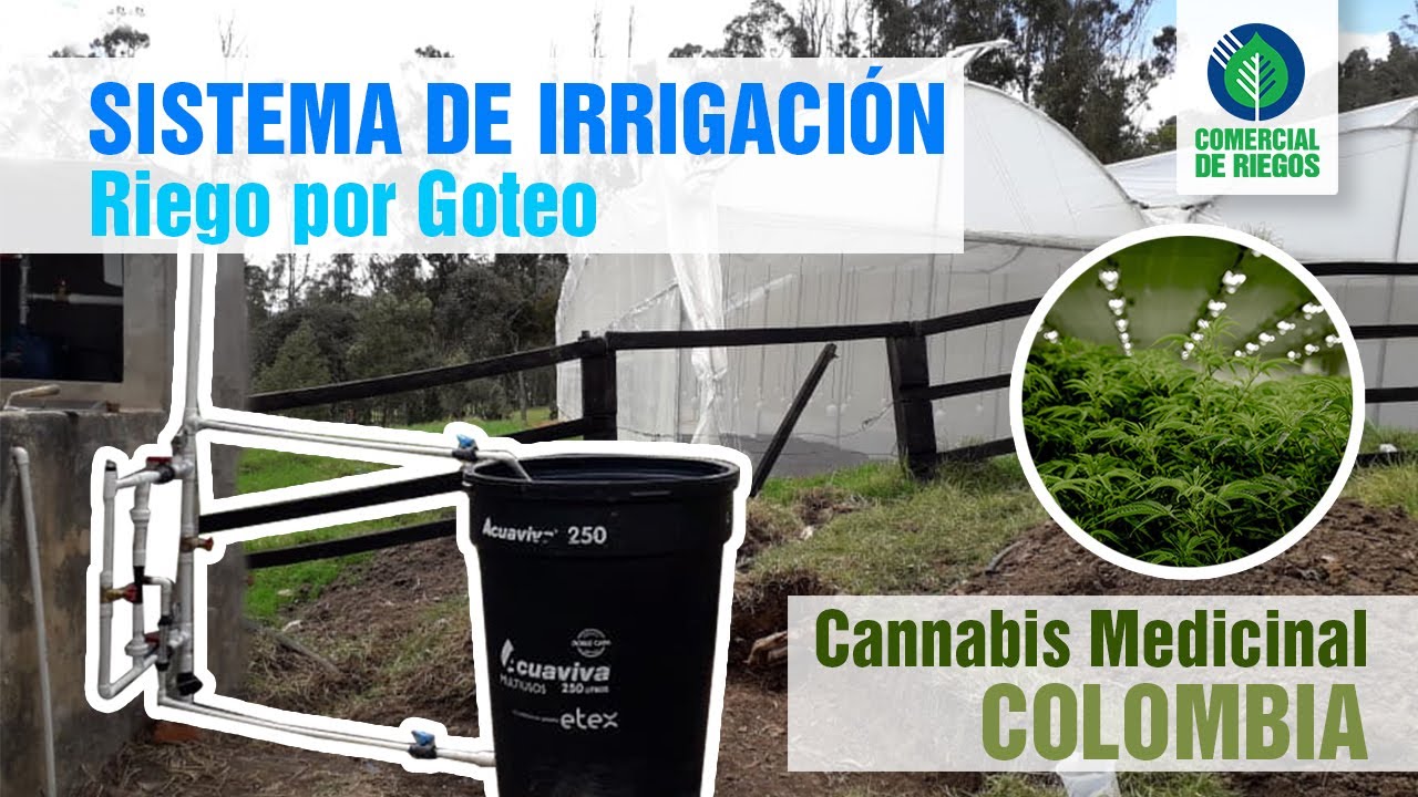 Sistema de Riego por Goteo | Cannabis Medicinal | Inyecci&oacute;n de Fertilizante  | Irrigaci&oacute;n |Colombia